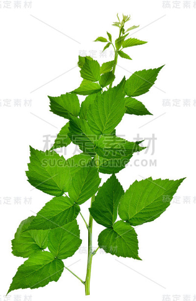 一组覆盆子叶子。植物设计元素。药用植物。草药。孤立的没有影子。