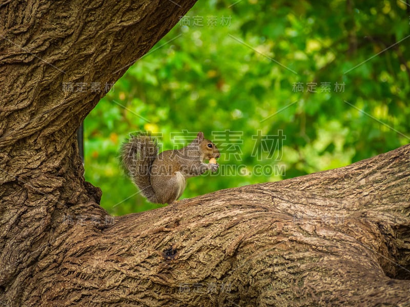 一只东部灰松鼠(Sciurus carolinensis)正在吃坚果。