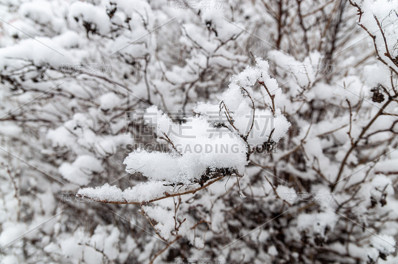 白雪覆盖了灌木的树枝。冬天的雪地里灌木丛的树枝