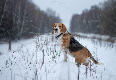 比格犬在冬天的雪地里散步
