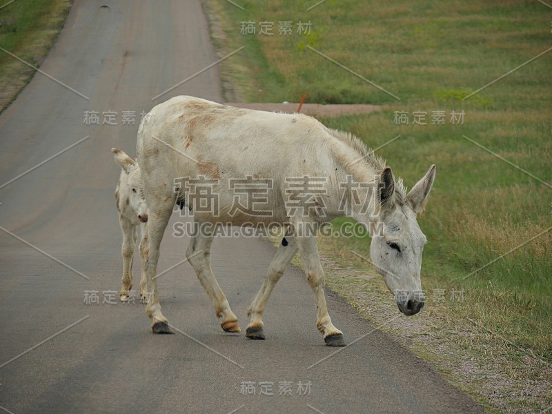 在南达科他州，一匹白马在路上走着，后面紧跟着一匹小马驹。