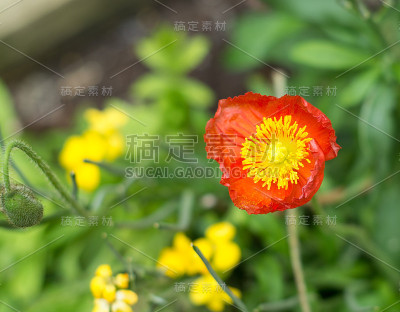 铜婚