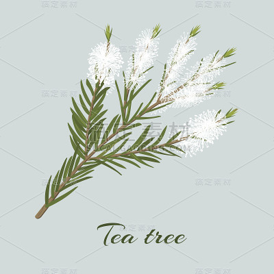茶树或互生千层花枝