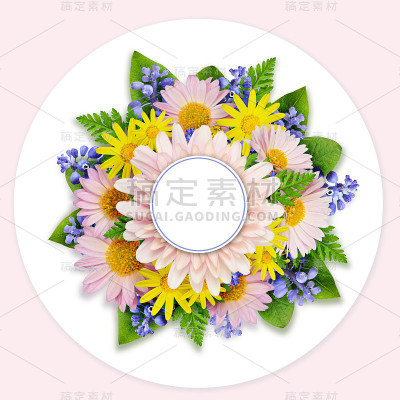 紫菀和野花在白色的背景上