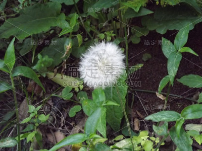 巴西南大河湾阿雷格里港花园散步