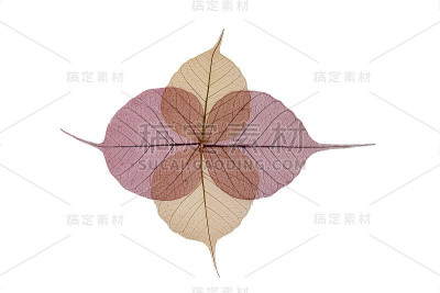五彩骨架叶花组成