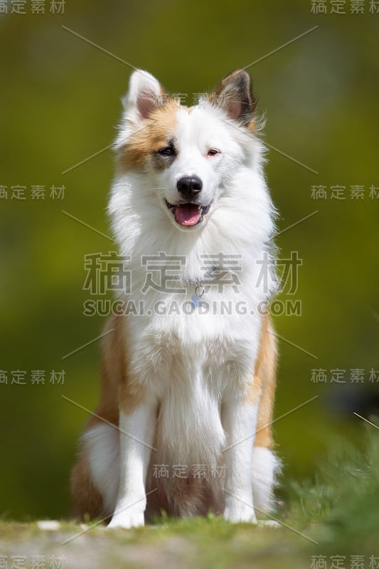 快乐微笑的冰岛牧羊犬