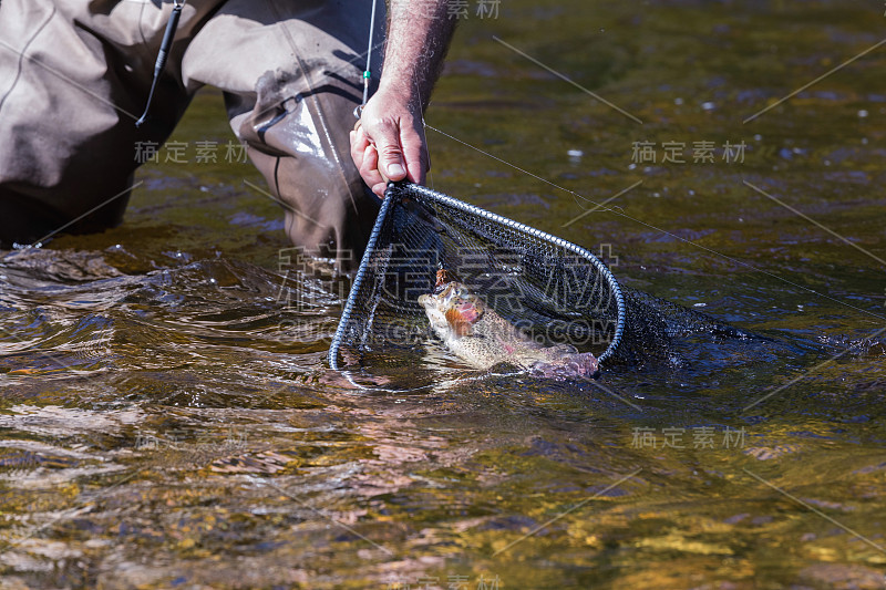 飞钓，把鳟鱼拉进网里