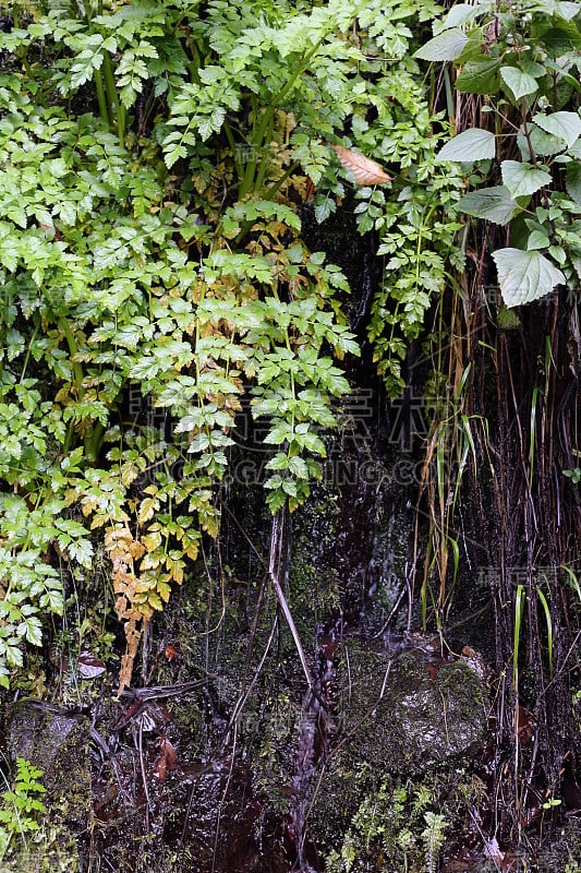 在马德拉岛徒步旅行时拍摄的绿色植物和一些湿地