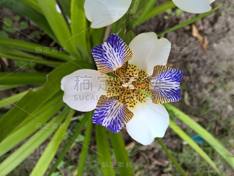 巴西新马利卡假丝酵母花在花园里