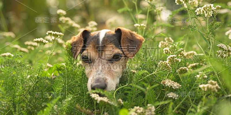 杰克罗素梗的一只小老狗坐在长满高草的开花草地上。猎犬13岁了。