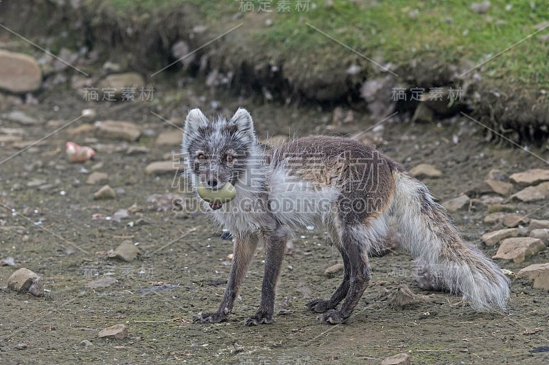 北极狐(Vulpes lagopus)，也被称为白狐、极地狐或雪狐，是一种原产于北半球北极地区的小狐