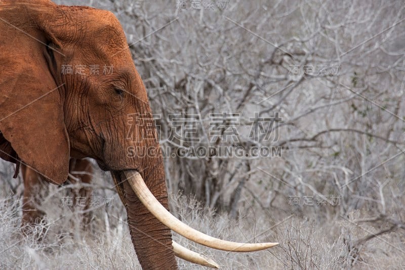 非洲大象- Tsavo East，肯尼亚