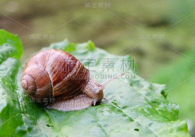 葡萄蜗牛