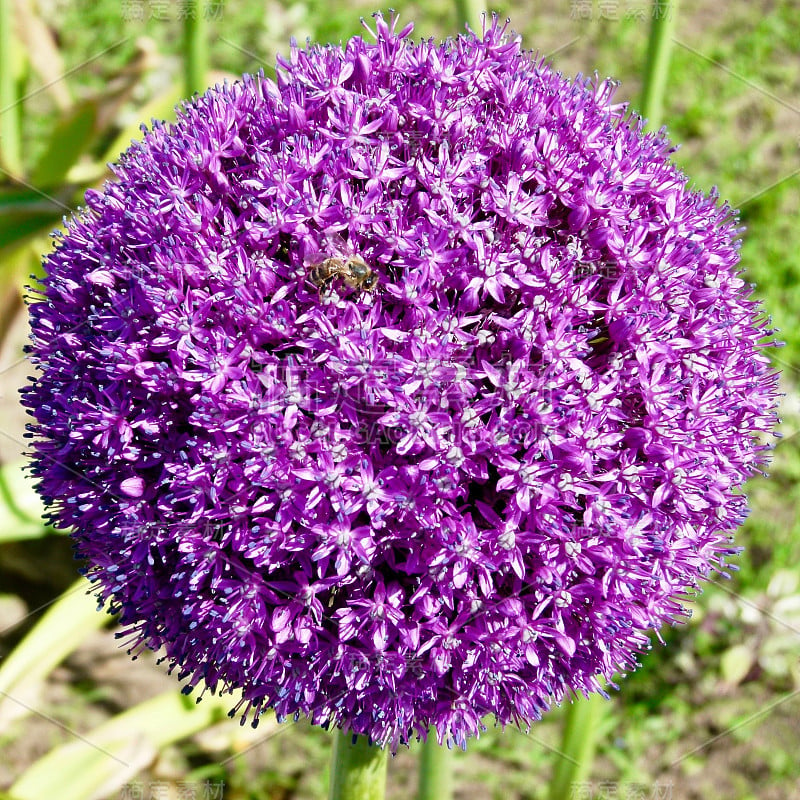 花园韭菜、葱属植物