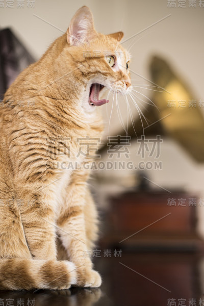 橙色的猫打呵欠