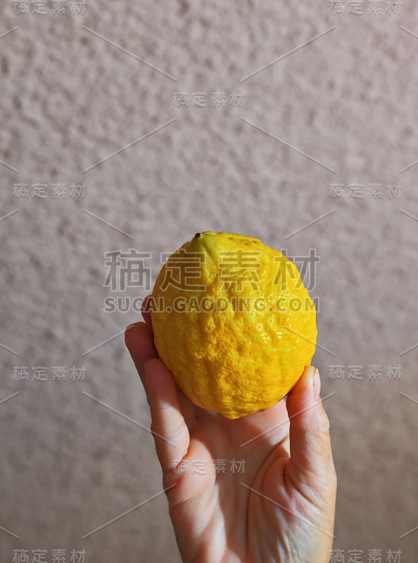 女性手握仪式性etrog