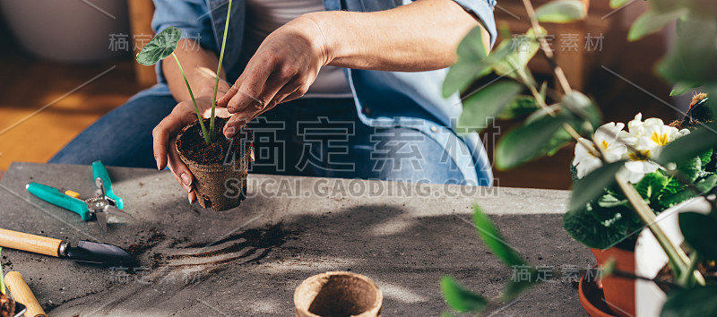 花店妇女在她的花店种花