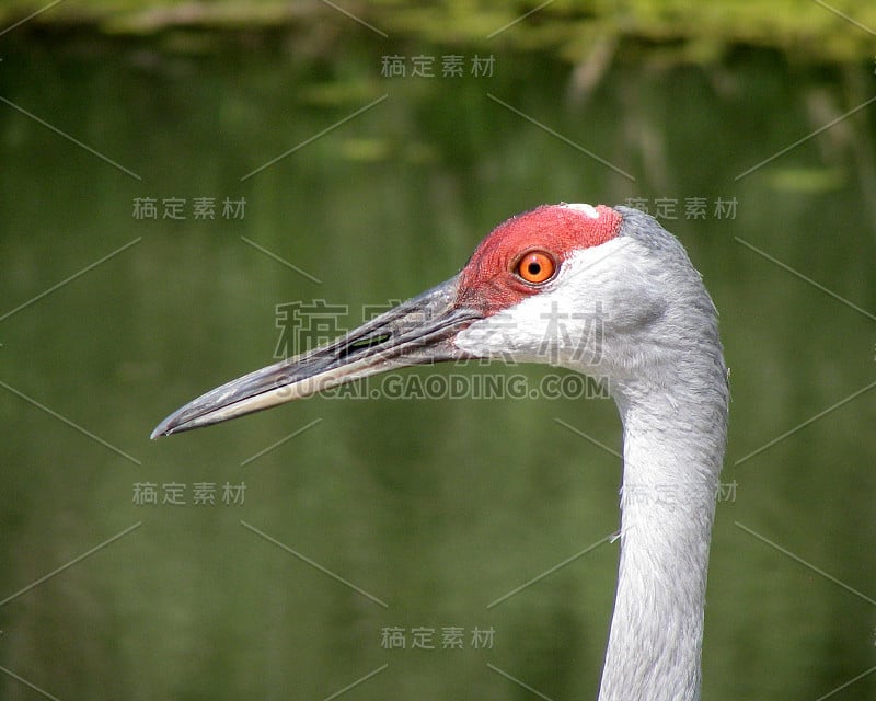 沙丘鹤Staredown