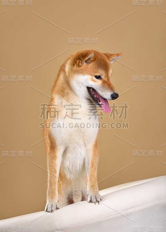 可爱的柴犬