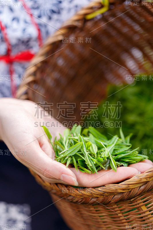 美丽的亚洲女孩采茶