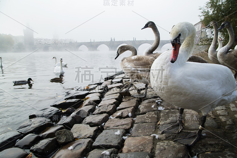 查尔斯桥旁的天鹅