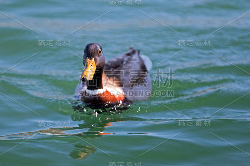 在加州长滩阿拉米托斯湾游泳的野鸭