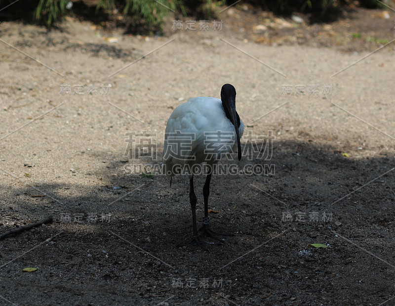 非洲圣鹮(Threskiornis aethopicus)