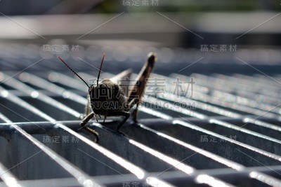 蚱蜢