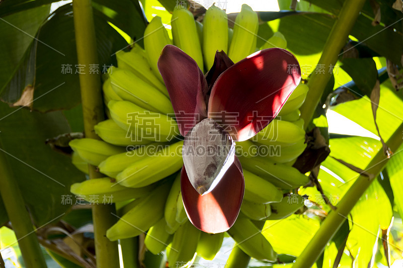 热带植物，带花的香蕉树