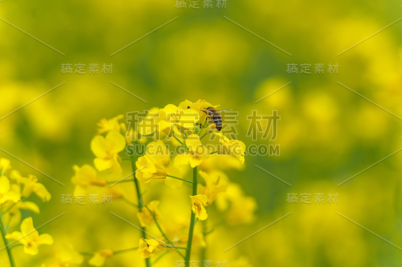 黄油菜籽田与蜜蜂。景观。农村地区。