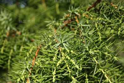 瞻博网络