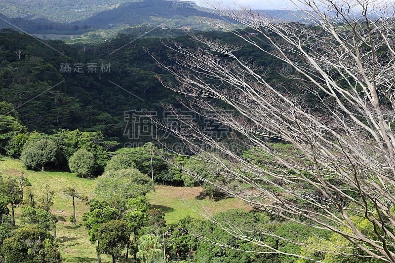 光秃秃的树在Lavilleon自然森林，Chamarel，毛里求斯，印度洋，非洲