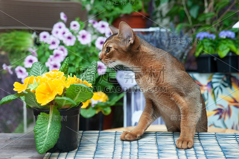 非常漂亮的阿比西尼亚猫，小猫在花的背景上嗅花