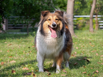 狗，设得兰牧羊犬，柯利牧羊犬，雪莉牧羊犬。