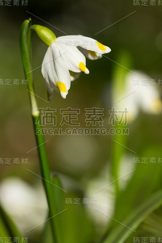 春季雪花，石蒜科多年生球茎开花植物，单朵白色花，花被片顶端有黄色或绿色标记。天门冬、石蒜科、石蒜科