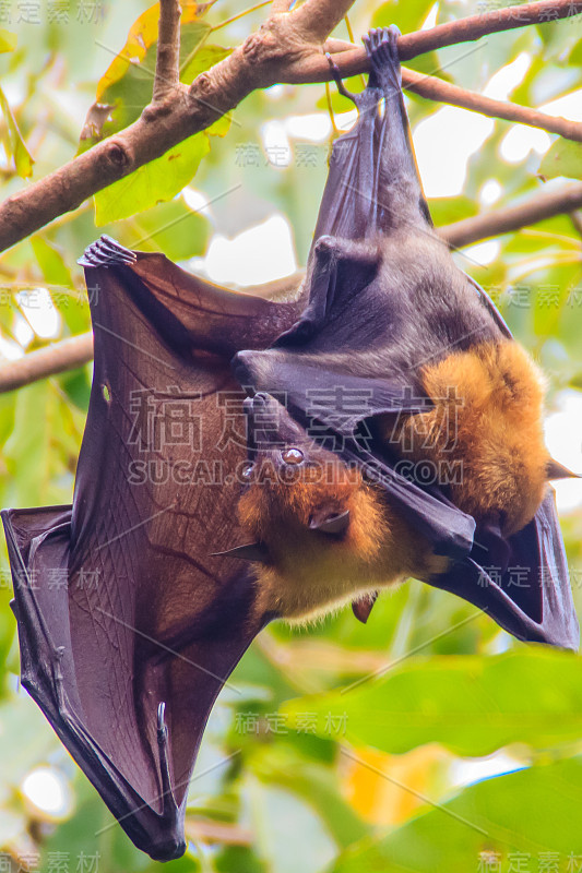 在泰国曼谷的Wat Po，泰国差春骚，用泰语说的Lyle's flying fox, Pteropu