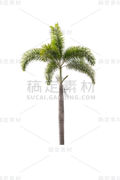 棕榈树孤立在白色