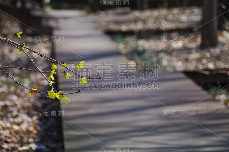 黄花感到了等待