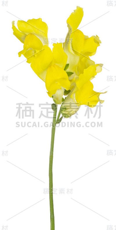 花孤立