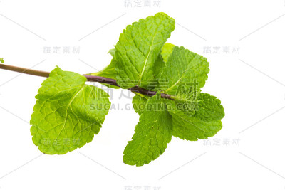 胡椒薄荷