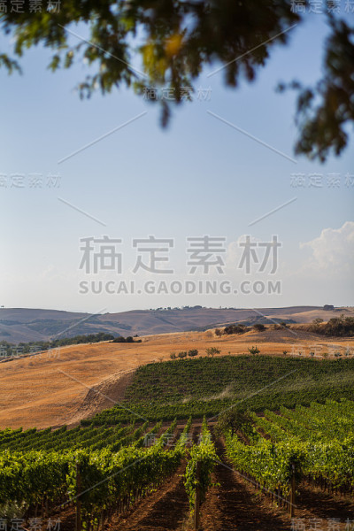 在托斯卡纳葡萄园