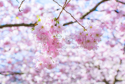 樱花。