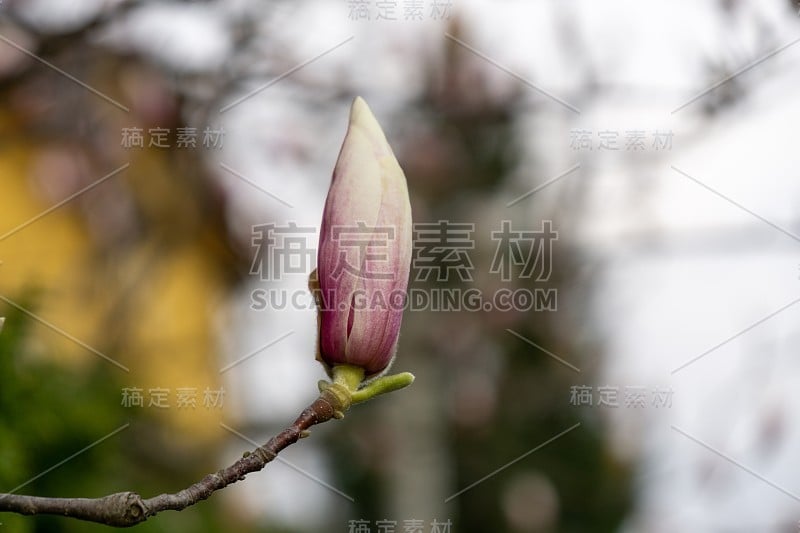 春树开花——木兰花开在树上。