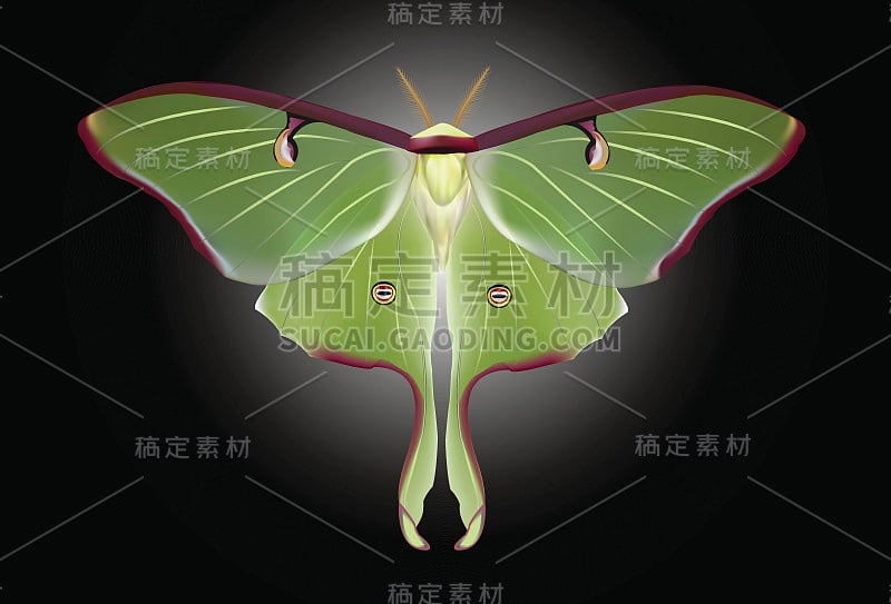 美丽的月神蛾 (Actias luna)