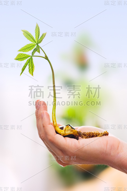 栗子芽在手