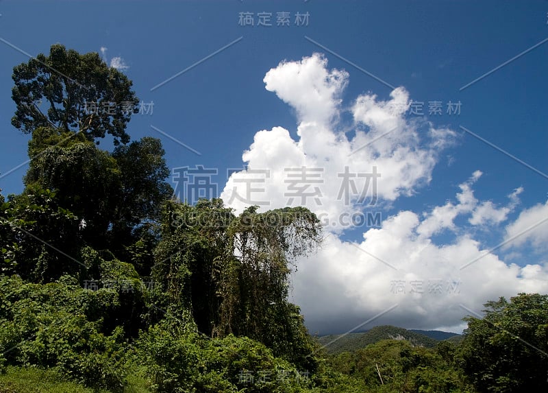 热带雨林