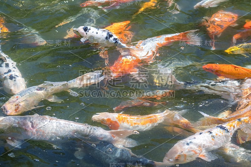 日本鱼称鲤鱼或锦鲤是五颜六色的，许多鱼许多颜色游泳在池塘