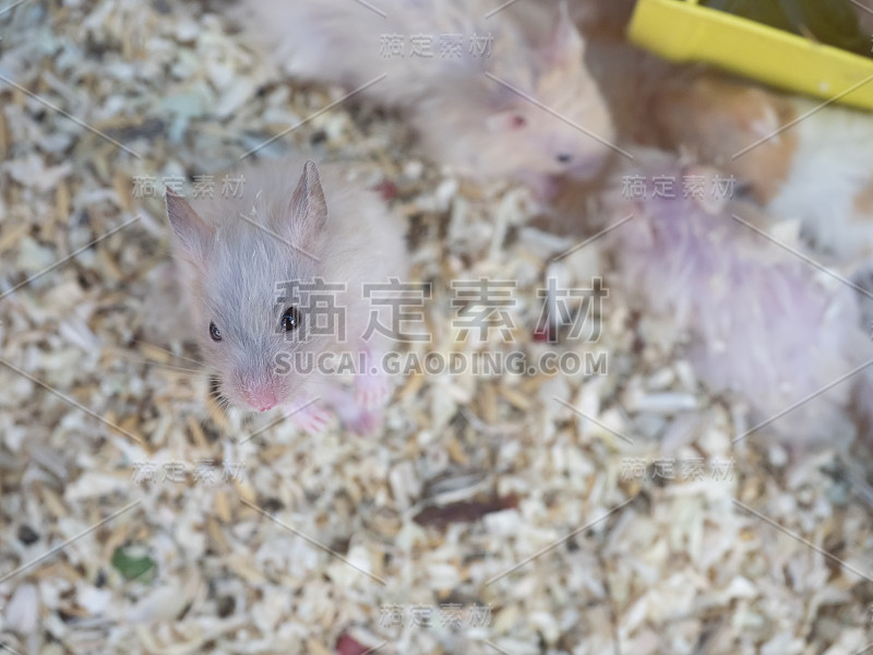 豚鼠，眼睛聚焦和身体模糊