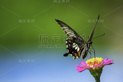 蝴蝶